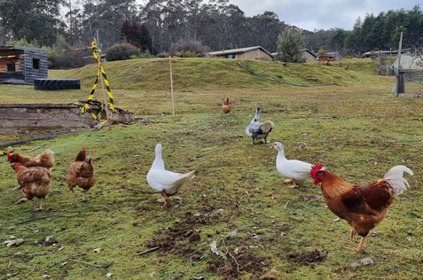 Chooks and rooster near Sheffield