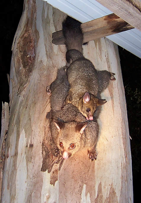 Tame animals Tasmania